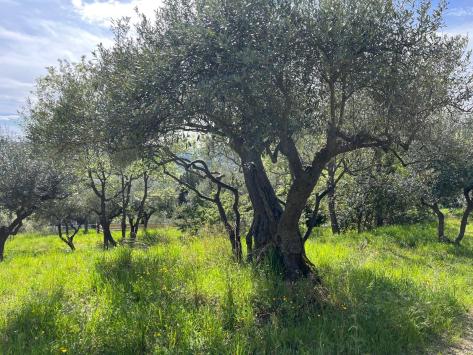 Callas, Provence-Alpes-Côte d'Azur - Maison villageoise  70.00 m2 EUR 420'000.-